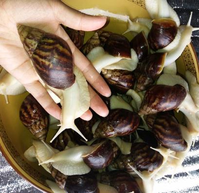 白玉蝸牛需要如何進行飼養(yǎng)？