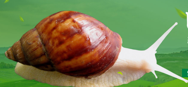 白玉蝸牛生長時(shí)要注意這些疾?。?>
                                                            </div>
                            <div   id=